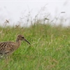 Curlew: A species on the brink