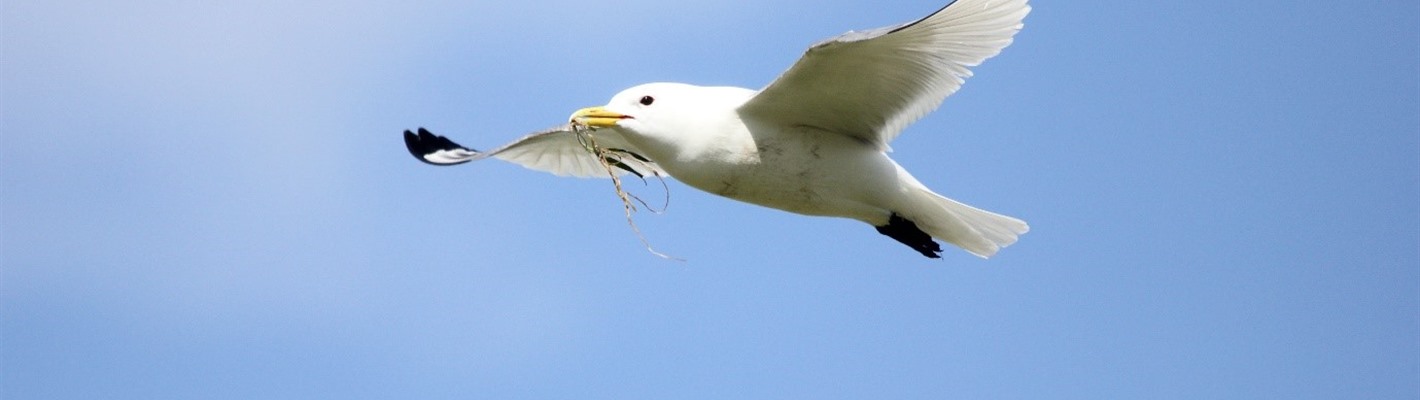 A New Year&#39;s resolution for sandeels and the seabirds that depend on them?