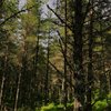 Abernethy Forest: an old Scottish pinewood