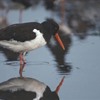 The oystercatchers of Tiree