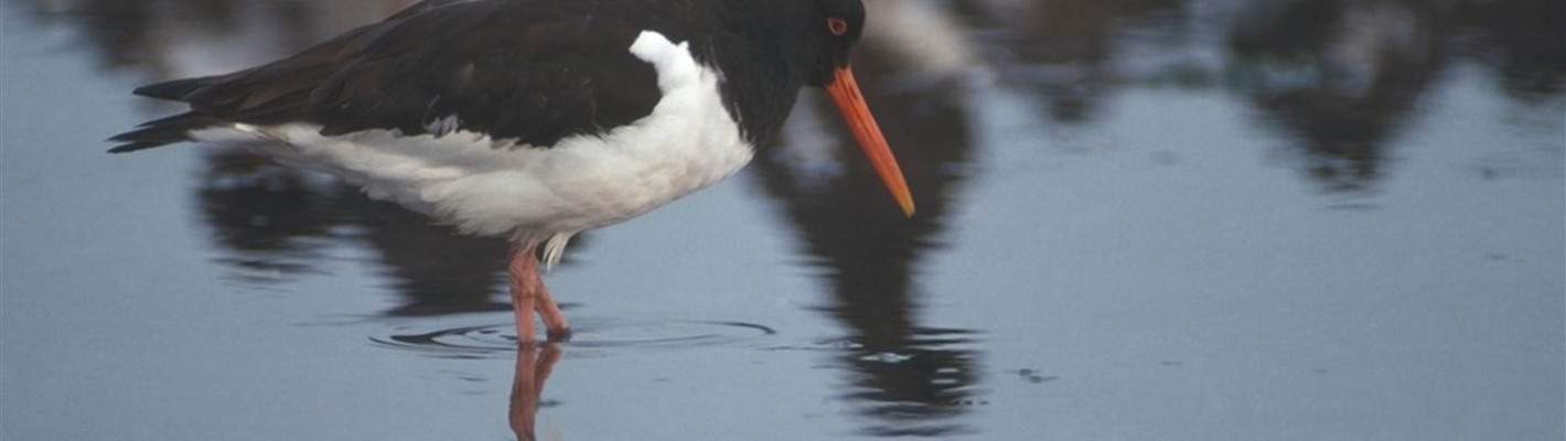 The oystercatchers of Tiree