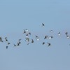 Five winter waders to see in Scotland