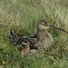 Habitat management for curlew - cutting, carbon and coos