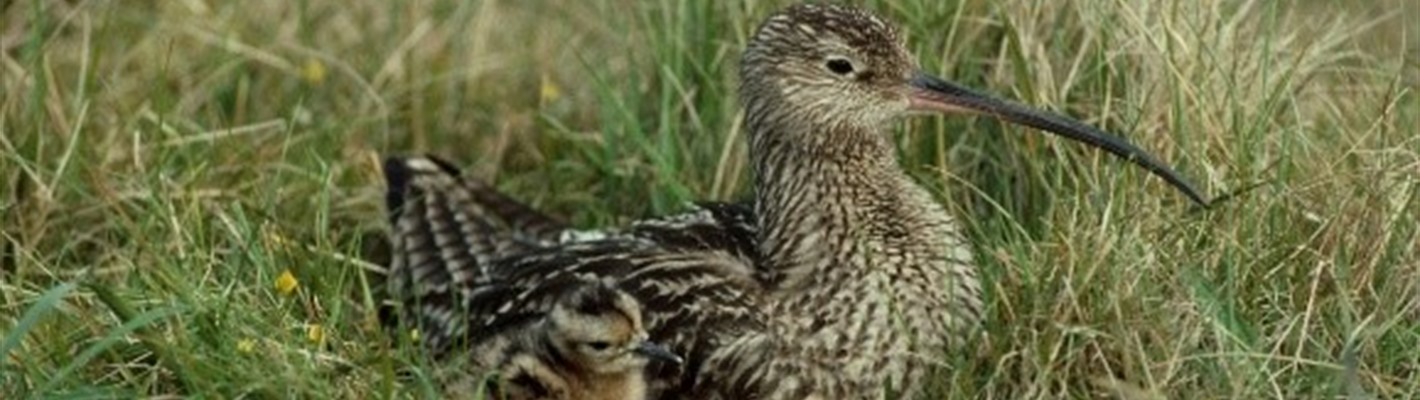 Habitat management for curlew - cutting, carbon and coos