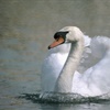 Five facts you need to know about mute swans