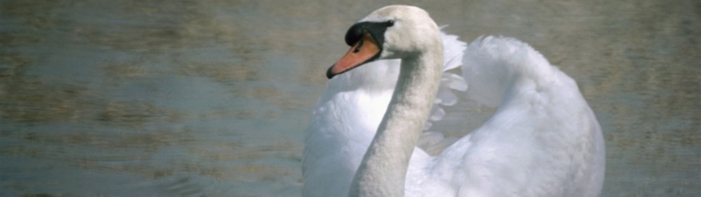 Five facts you need to know about mute swans