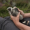 Hen Harrier population continues to face high levels of illegal killing in large parts of Scotland