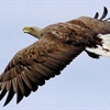 A sea eagle called Victor