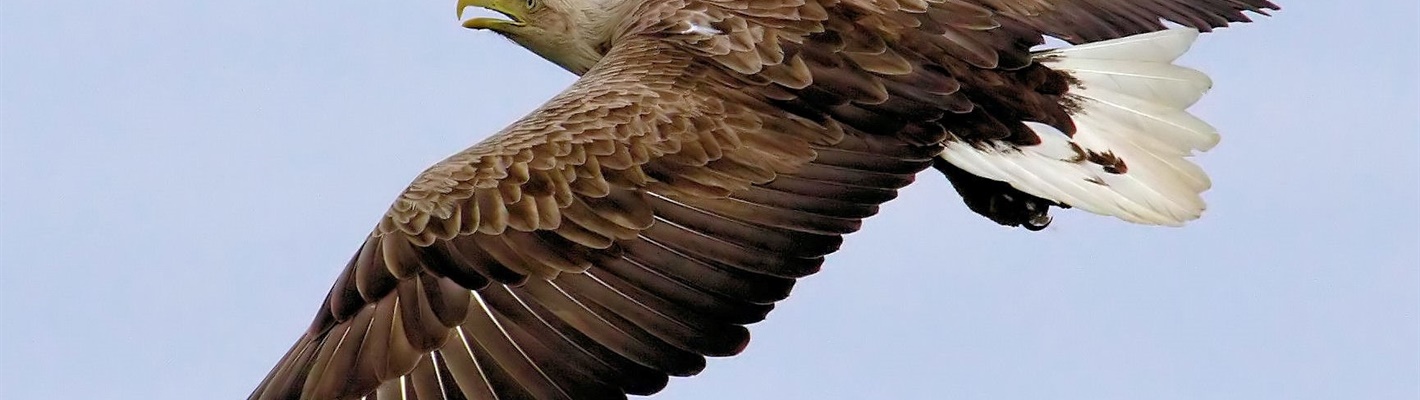 A sea eagle called Victor