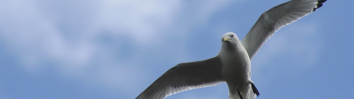 With seabirds in crisis, Ministers must say no to Berwick Bank