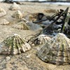 Discovering seashore critters