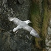 Full of love for fulmars