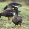 Tracking Greenland white-fronted geese