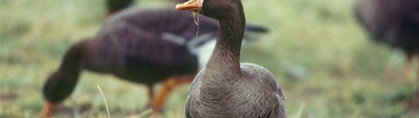Tracking Greenland white-fronted geese