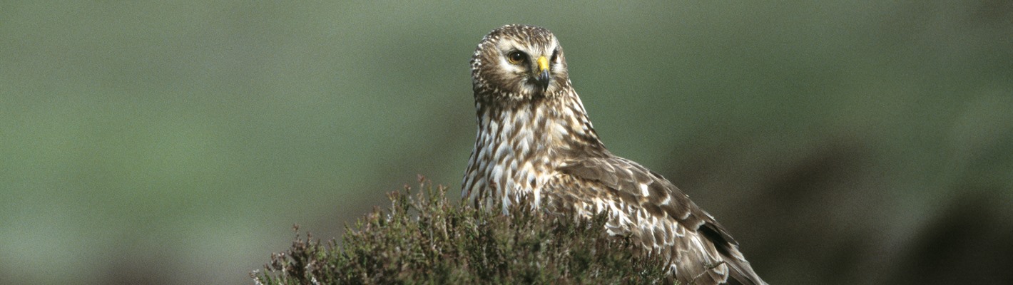 Saving Scotland&#39;s Species - Hen Harriers