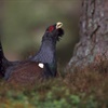 My Capercaillie Story