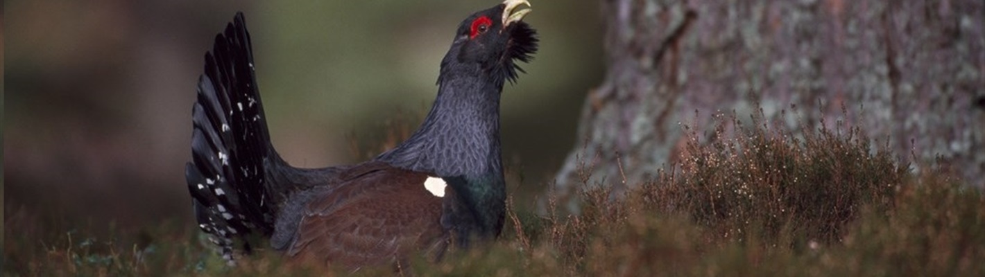 My Capercaillie Story
