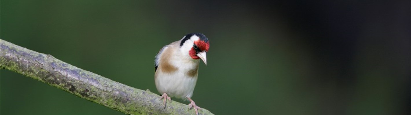Five facts about goldfinches
