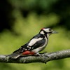 Five facts about the Great Spotted Woodpecker