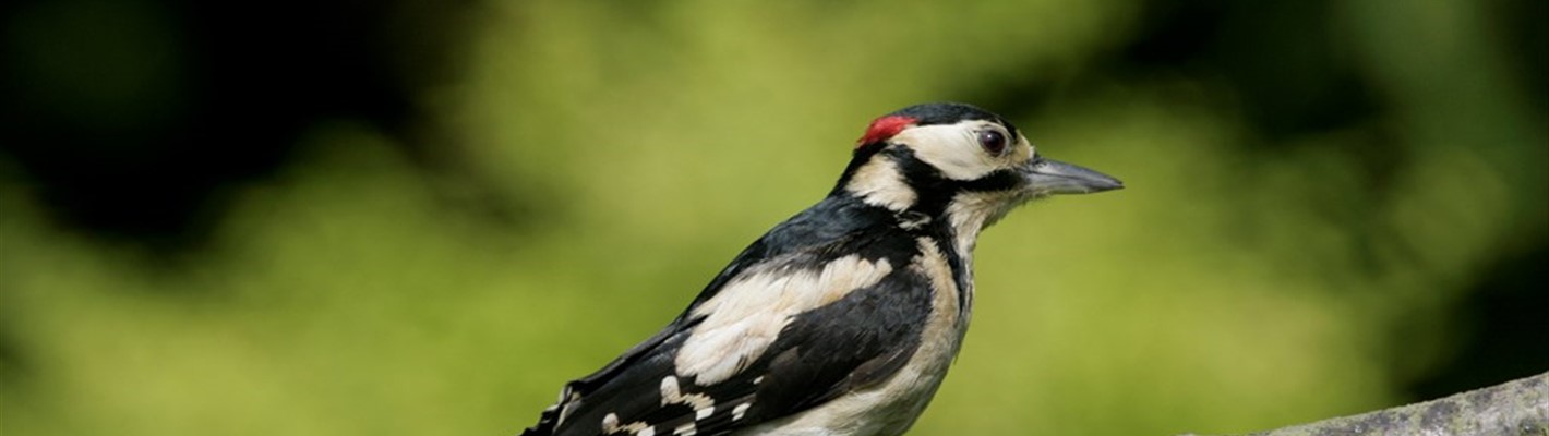 Five facts about the Great Spotted Woodpecker