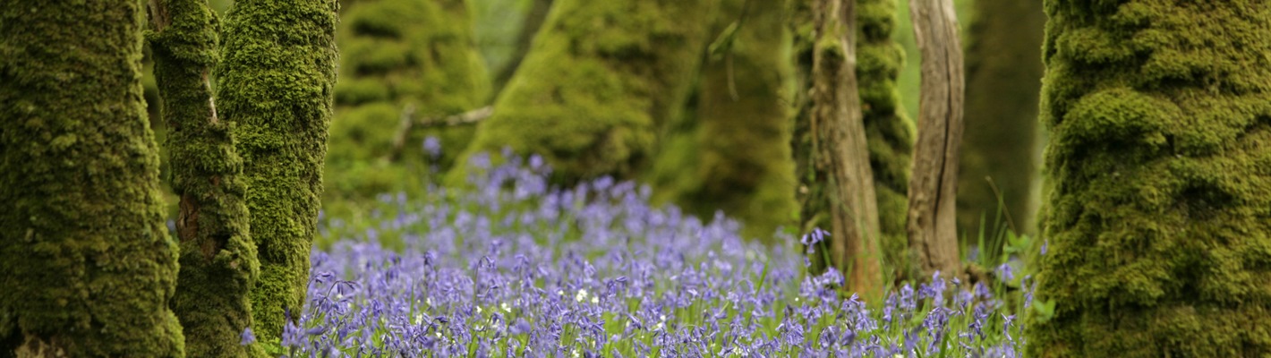 Mossy trees and bluebells.