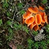 Five facts to know about Fungi