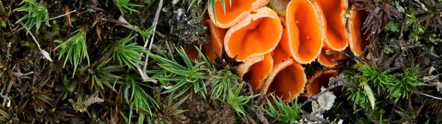 Five facts to know about Fungi