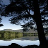 Five reasons to visit RSPB Scotland Loch Garten