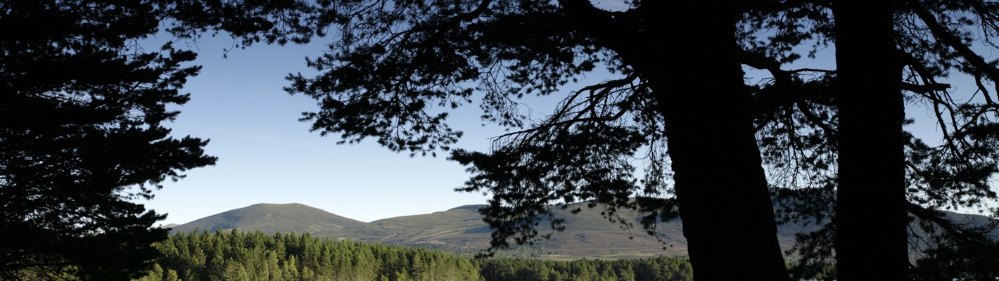 Five reasons to visit RSPB Scotland Loch Garten