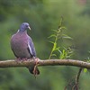 Five facts about Woodpigeons