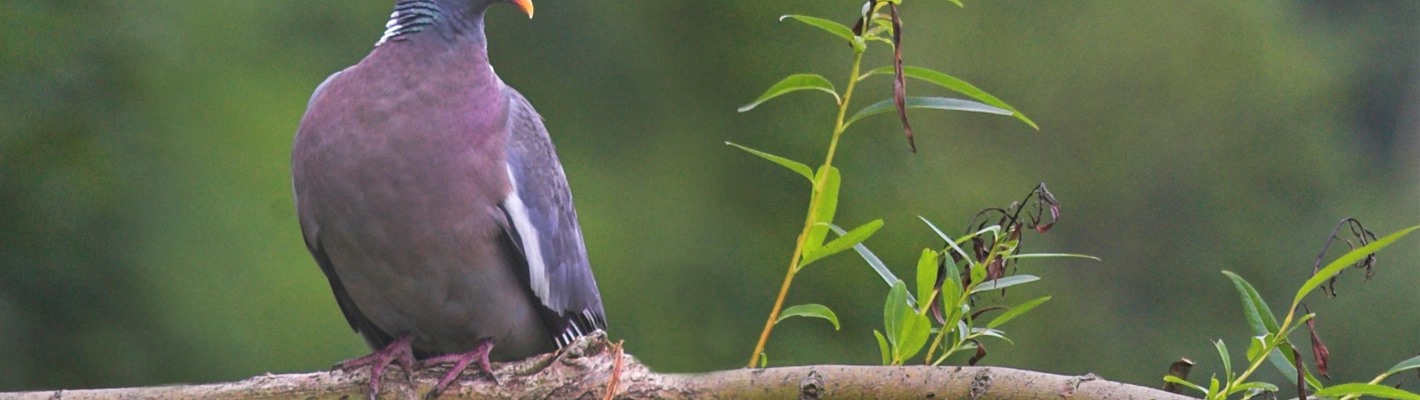 Five facts about Woodpigeons