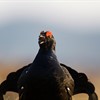 Black grouse lekking at RSPB Corrimony: 21 years and counting