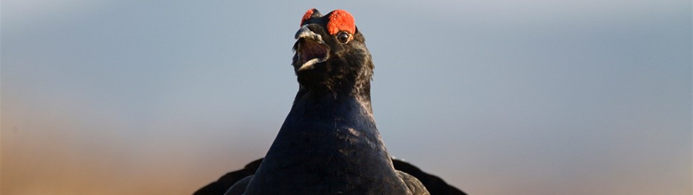 Black grouse lekking at RSPB Corrimony: 21 years and counting