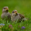 Five facts about house sparrows