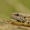 Five facts about Common Lizards