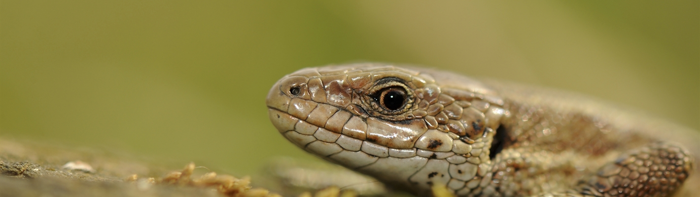 Five facts about Common Lizards