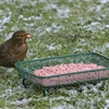 A Christmas feast for your garden birds!