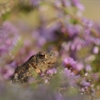 Come Forth for Wildlife making a splash at RSPB Loch Lomond