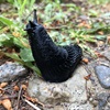 Five facts about slugs