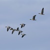 Managing water for wildlife at Loch of Strathbeg