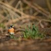 Five facts to know about bramblings