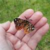 At the heart of the Rare Invertebrates in the Cairngorms