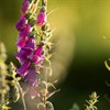 Five facts about foxgloves