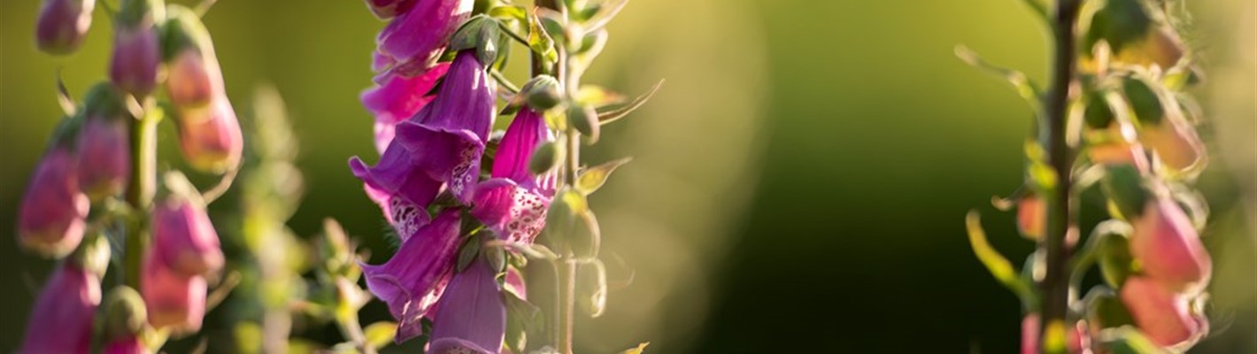 Five facts about foxgloves