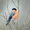 Five facts about bullfinches