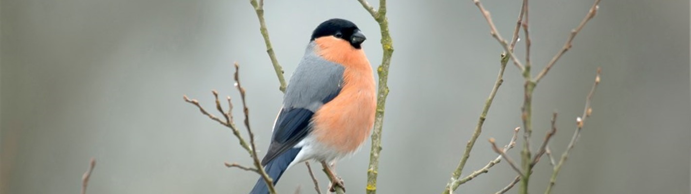 Five facts about bullfinches