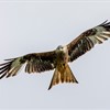 Help us to protect Scotland’s birds of prey and peatlands