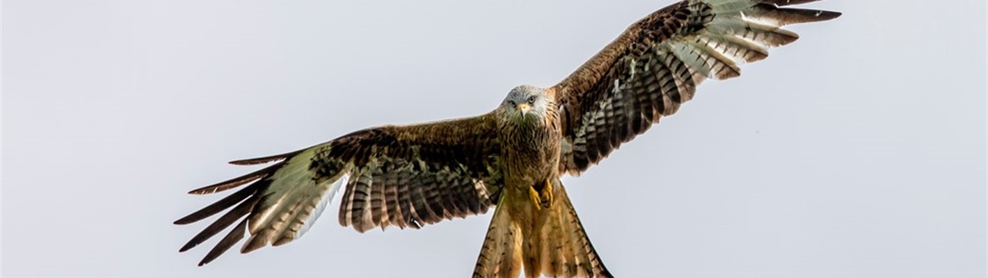 Help us to protect Scotland’s birds of prey and peatlands