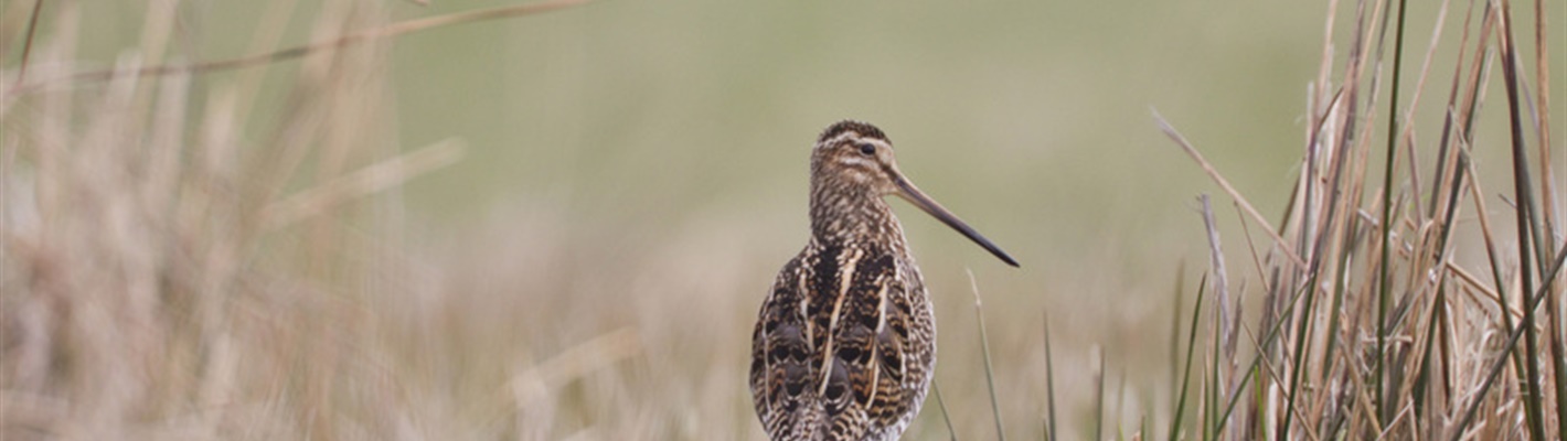 Five facts about snipe