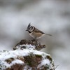 Five winter nature highlights in Scotland